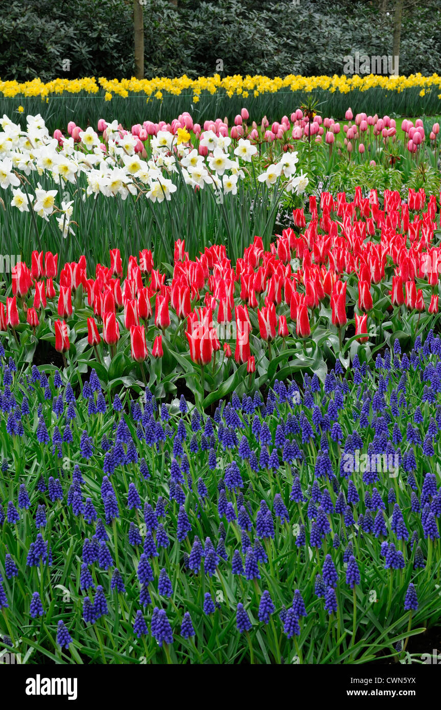 Pinocchio tulipa greigii rosso tulip fiori blu muscari armeniacum Narcissus ice follies bianco giallo a letto misto combinatio vegetale Foto Stock