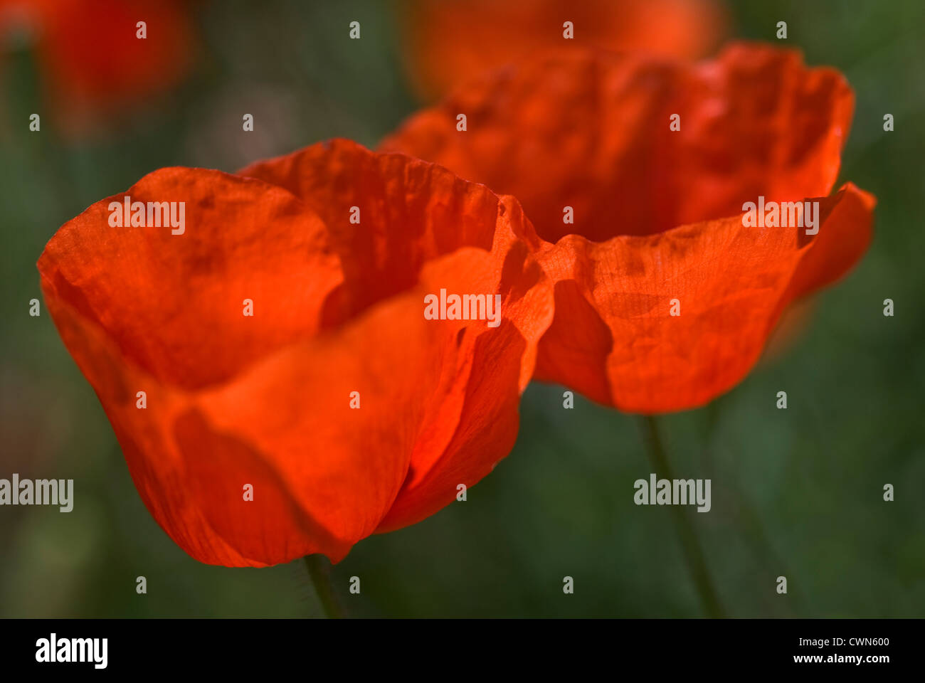 Primo piano di due rosso papavero (Papaver rhoeas) sul prato fiorito Foto Stock