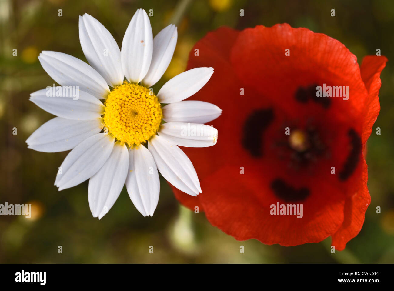 Primo piano di Matricale e coccinella fiore di papavero (Papaver commutatum) Foto Stock