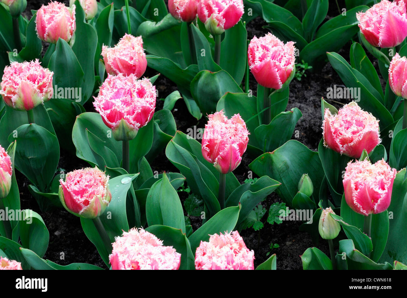 Tulipa queensland rosa orlata tulip display fiori fiore di primavera fioriscono letto fiore di colore colore lampadina Foto Stock