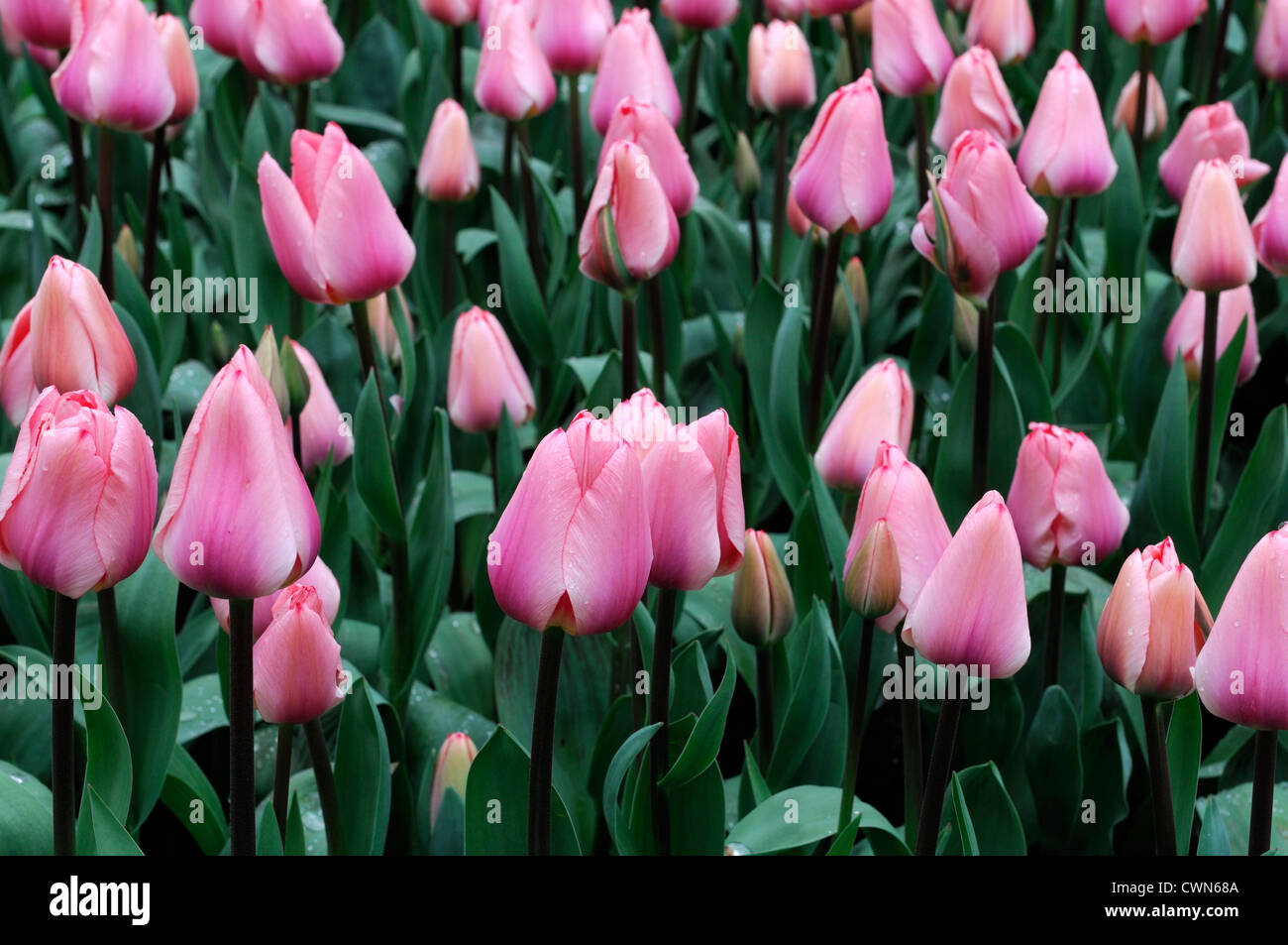 Tulipa Tottori Pink tulip fiori da giardino fiore di primavera fioriscono blossom letto di visualizzazione colore colore a bulbo della lampadina Foto Stock