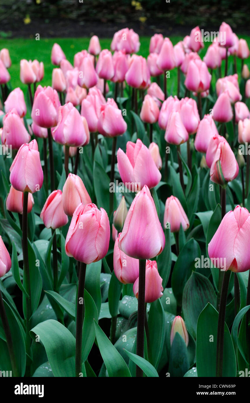 Tulipa Tottori Pink tulip fiori da giardino fiore di primavera fioriscono blossom letto di visualizzazione colore colore a bulbo della lampadina Foto Stock