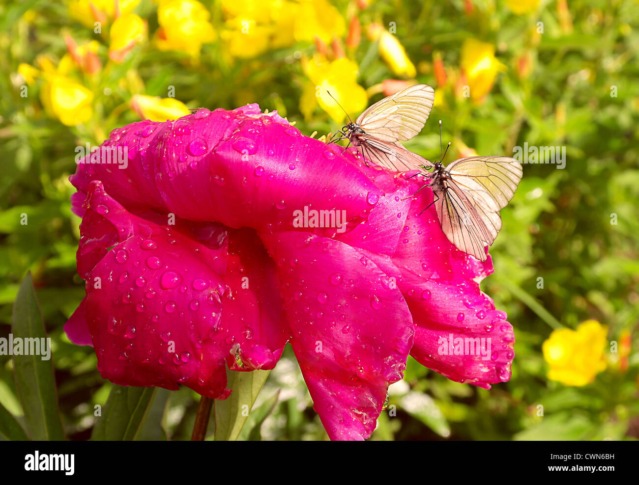 Farfalla sulla Paeon rosa con dei fiori di gocce di acqua estate sfondo Foto Stock