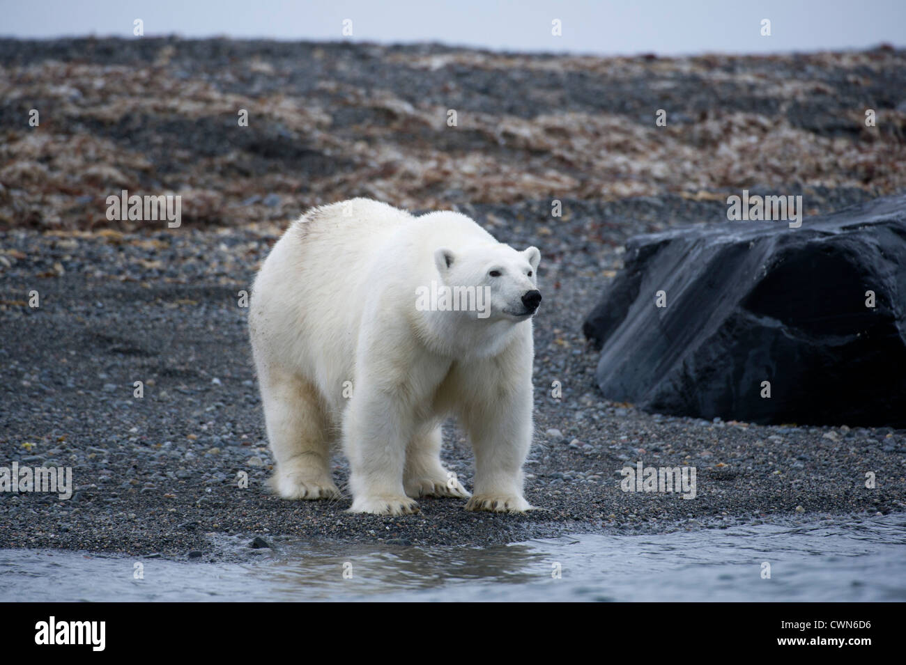 Orso polare, Ursus maritimus, Spitsbergen, Svalbard, Arctic Foto Stock