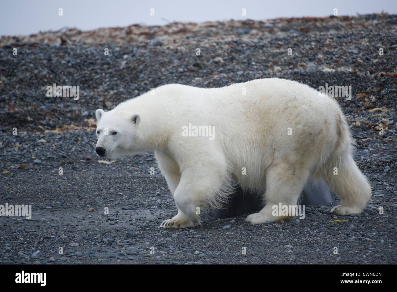 Orso polare, Ursus maritimus, Spitsbergen, Svalbard, Arctic Foto Stock