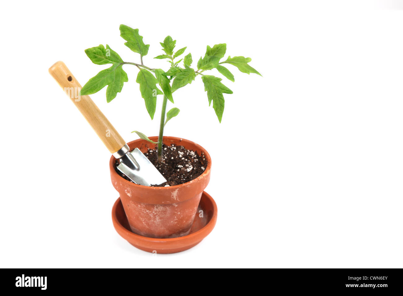 Giovani piantine di pomodoro in una pentola di creta con un giardino cazzuola. Foto Stock