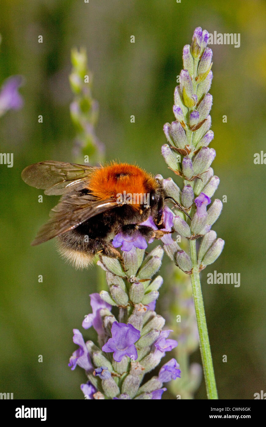 Tree Bumblebee (Bombus hypnorum) Alimentazione sulla lavanda Foto Stock
