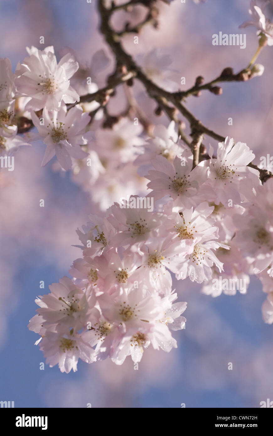 Prunus subhirtella 'Autumnalis' Ciliegio, fioritura autunnale ciliegia con fiore rosa blossom contro uno sfondo blu. Foto Stock