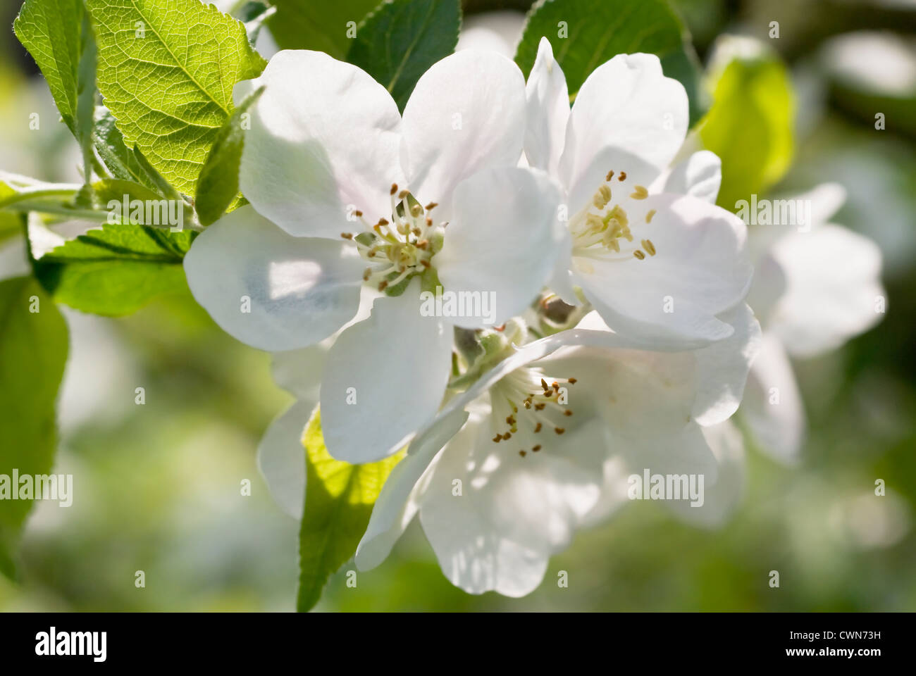 Malus domestica 'scoperta', Apple Foto Stock