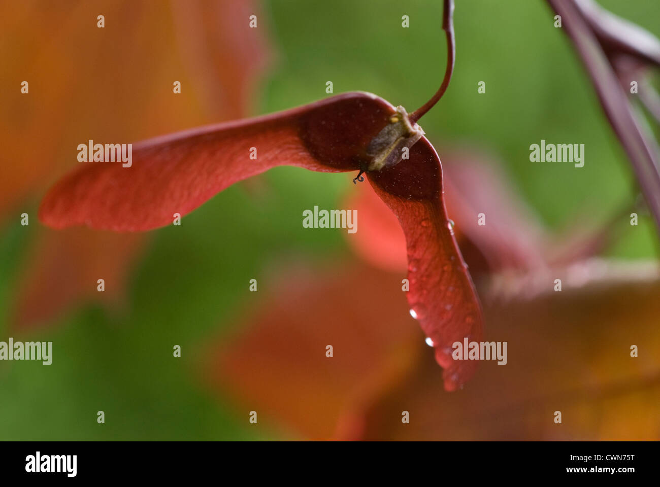 Acer platanoides 'Crimson King', acero, Acero Rosso Foto Stock