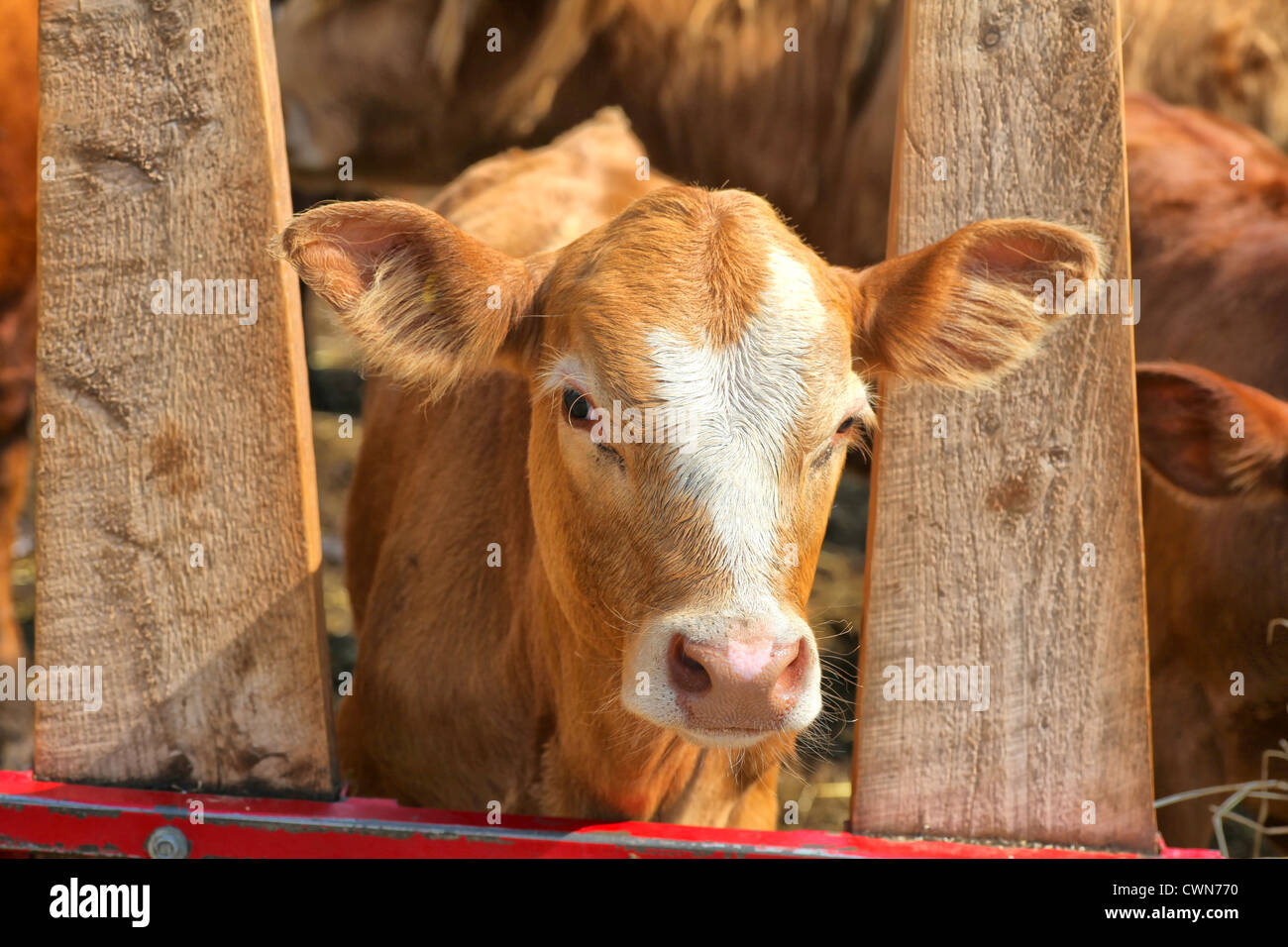 Un Ayrshire cross vitello in una fattoria paddock. Foto Stock