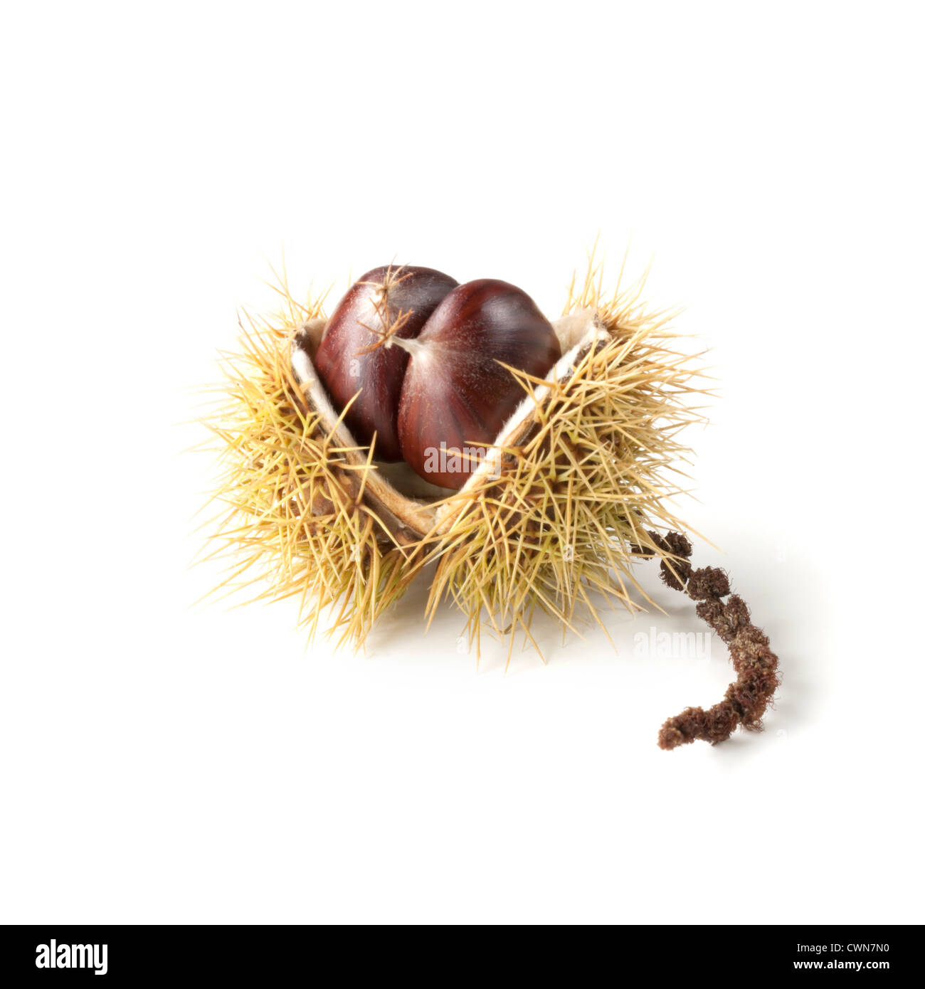 Castanea sativa, Castagno, Sweet Chestnut Foto Stock