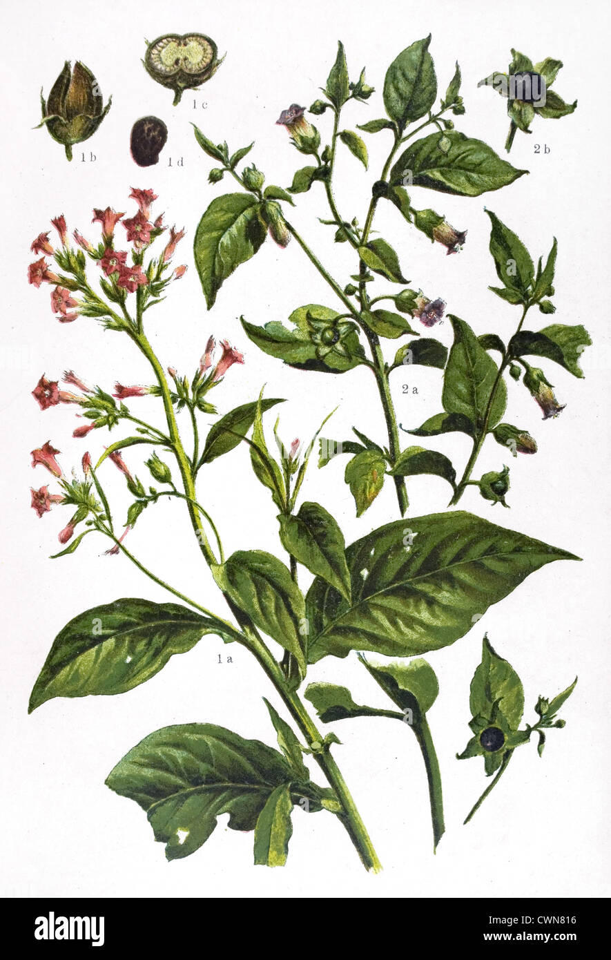 Il tabacco e altre erbe Foto Stock