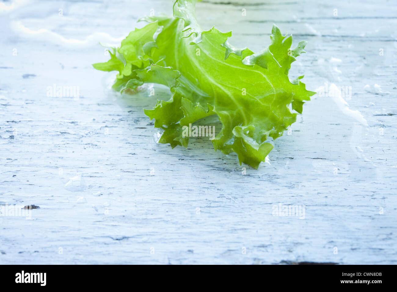 Indivia lattuga verde alimento vegetale, Foto Stock