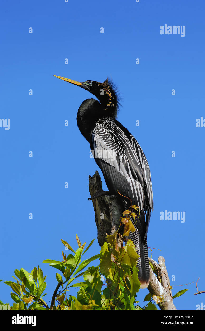 Anhinga maschio stesso prendisole presso il parco nazionale delle Everglades, Florida, Stati Uniti d'America. Noto anche come l'Indiano Darter o Snakebird Foto Stock