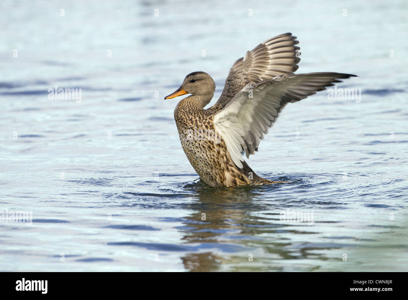 Canapiglia Anas strepera a Cley riserva naturale North Norfolk Foto Stock