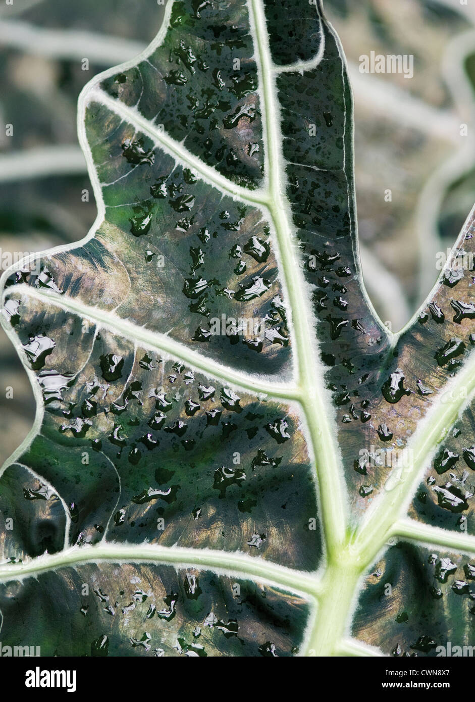 Alocasia amazonica, mascherina africana Foto Stock