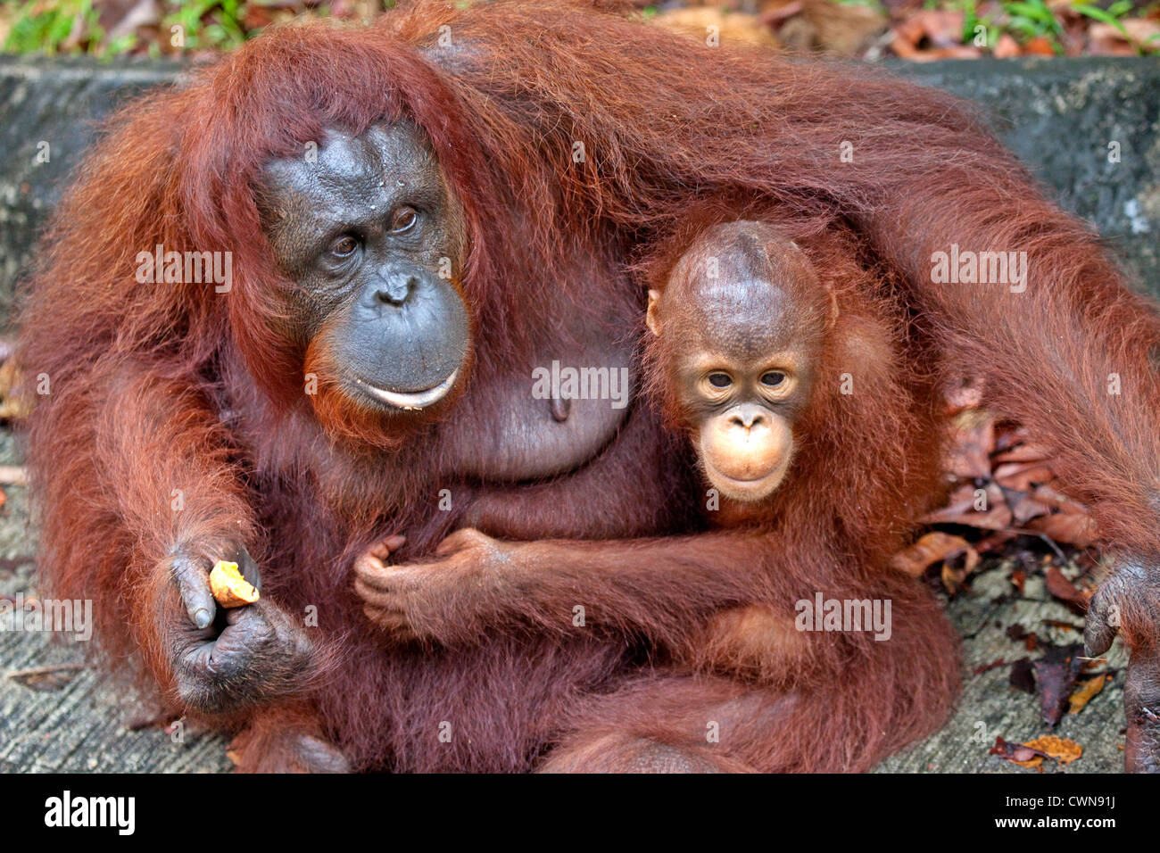 Orang Utan, pongo pygmaeus, femmina e Baby, Semengoh Orang Utan Center, Kuching, Borneo Malaysia Foto Stock