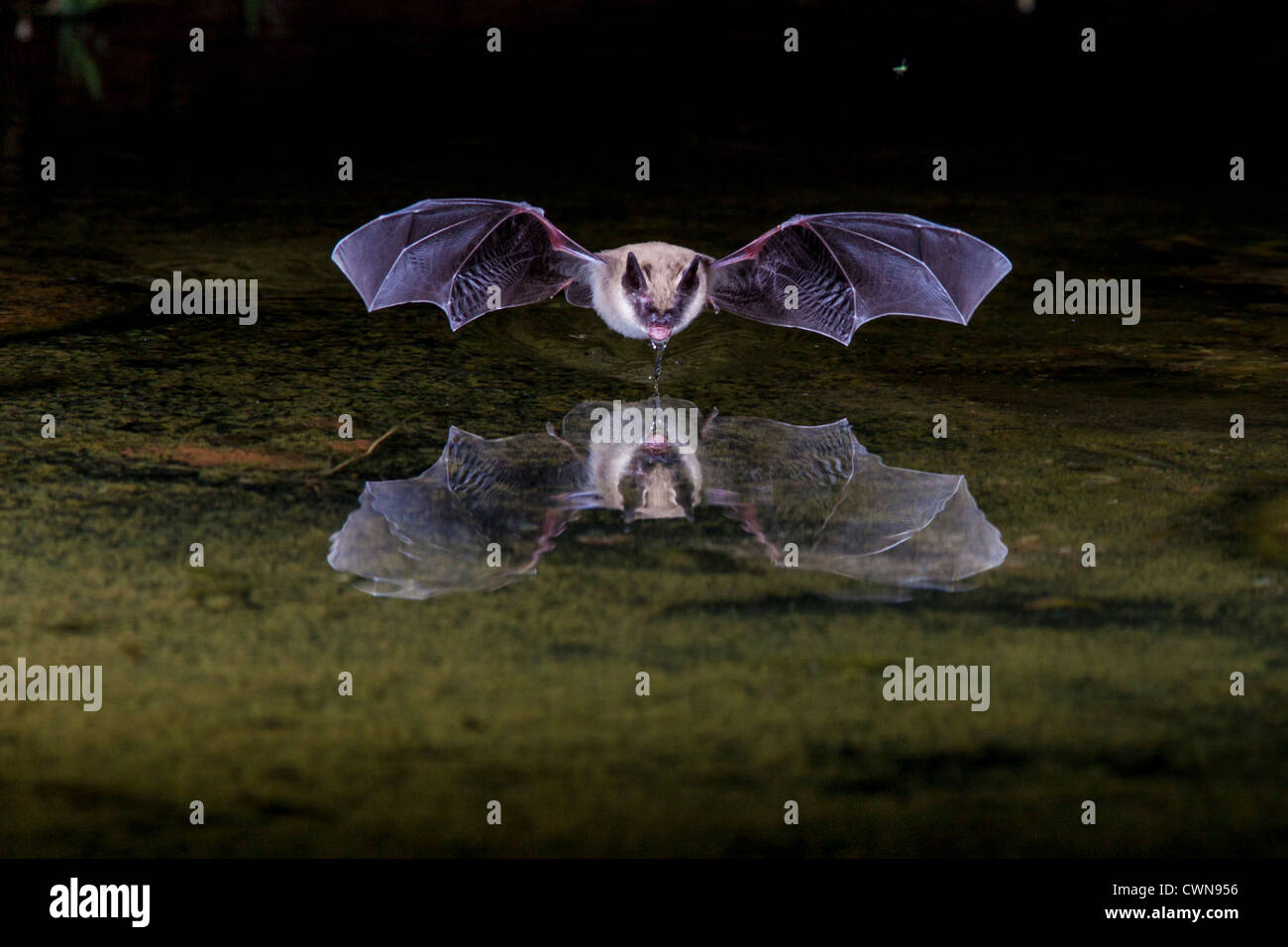 Bat a immersioni notturne a stagno per ottenere una bevanda di acqua. Foto Stock
