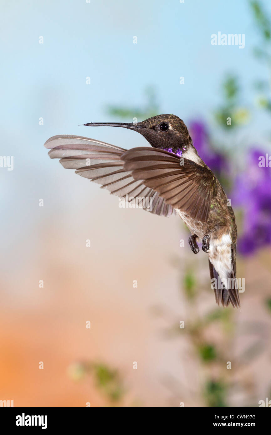 Nero-chinned Hummingbird, Archilochus alexandri, in volo in cerca di nettare di fiori. Foto Stock