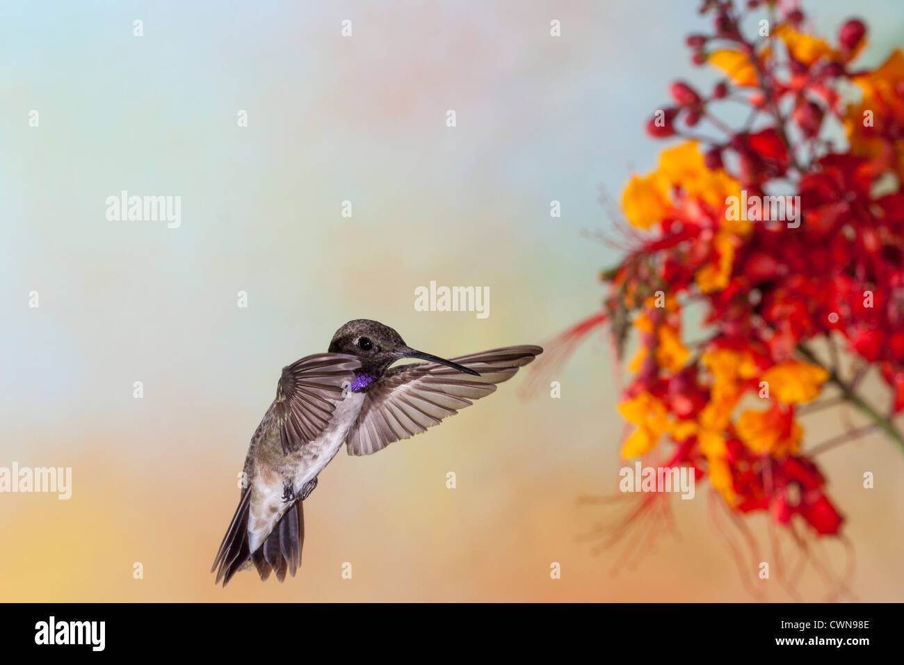 Nero-chinned Hummingbird, Archilochus alexandri, alimentando su 'Mexican degli uccelli del paradiso" fiori. Foto Stock
