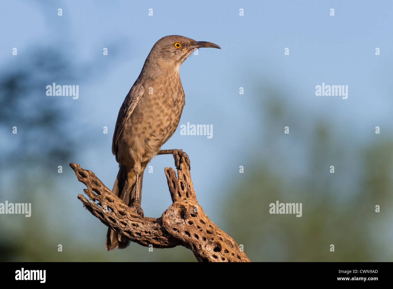 Thrasher, curvirostre di Toxostoma, su cane Cholla, nel deserto di sonora nell'Arizona meridionale. Foto Stock