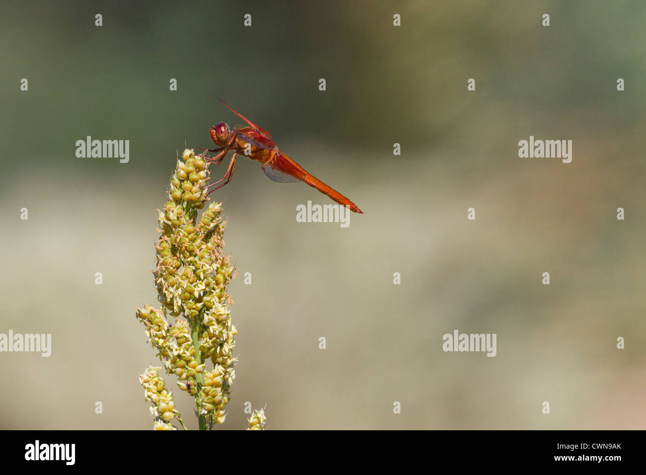 Dragonfly Flame Skimmer, Libellula saturata, arroccato sullo stabilimento di Millet nel deserto sud-occidentale, nel deserto di sonora nell'Arizona meridionale. Foto Stock