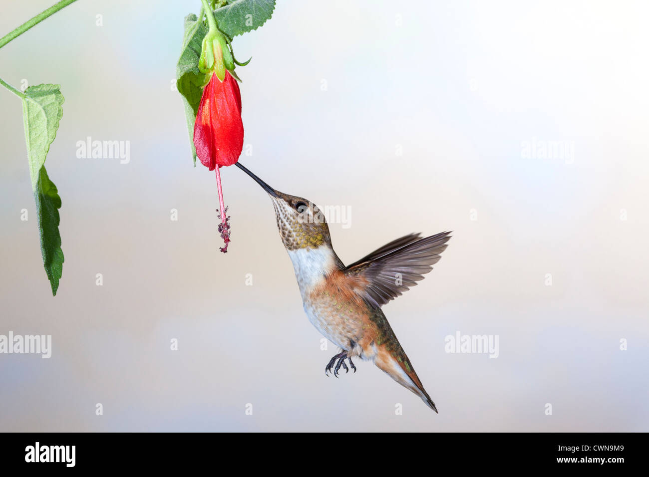 Rufous Hummingbird, Selasforo rufus, che si nuote a fiori nettare nel deserto di sonora, nel sud dell'Arizona. Foto Stock