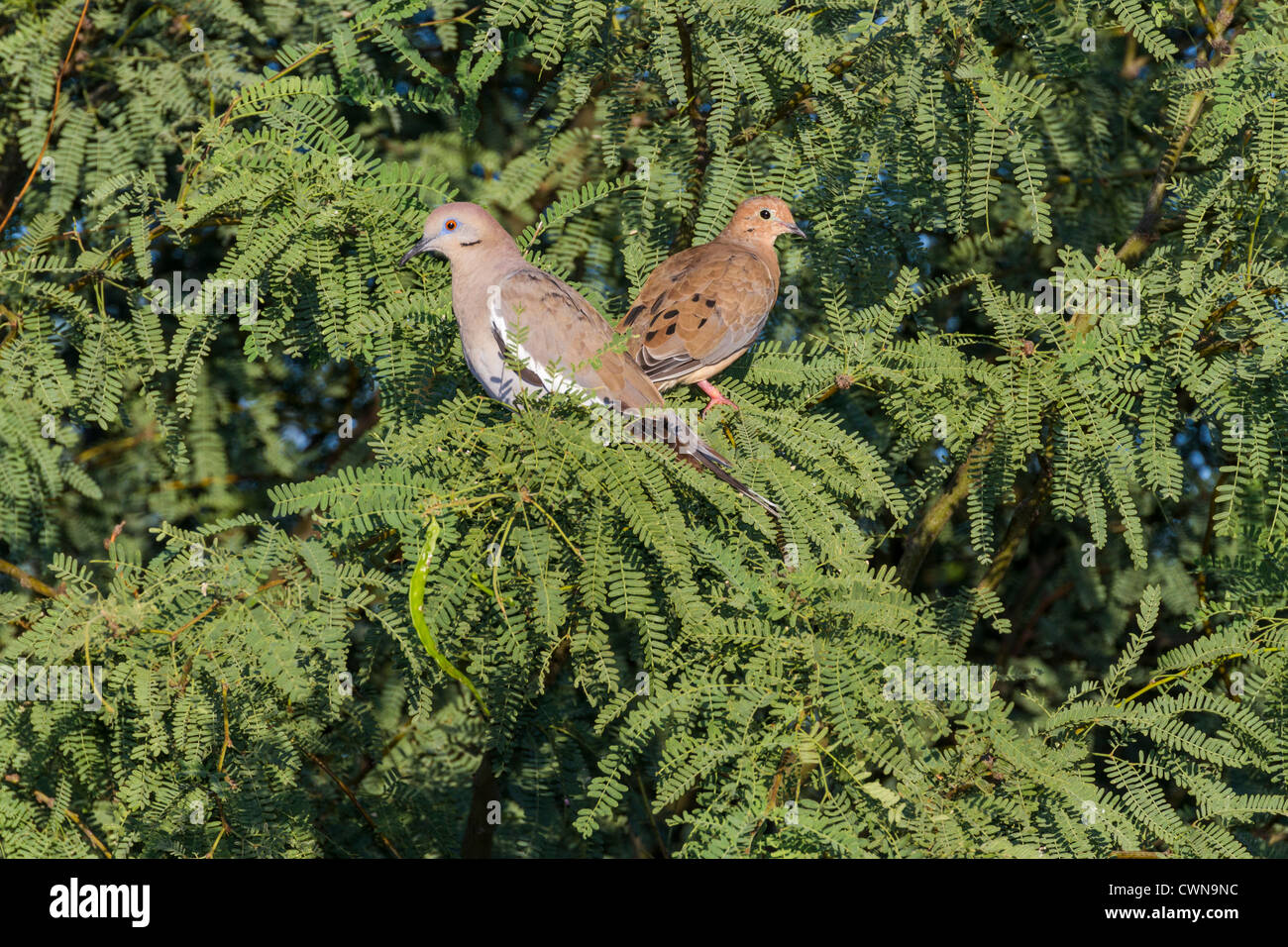 Colomba dalle ali bianche, Zenaida asiatica, e colomba in lutto, Zenaida macroura nell'albero di Mesquite nel deserto di sonora nell'Arizona meridionale. Foto Stock