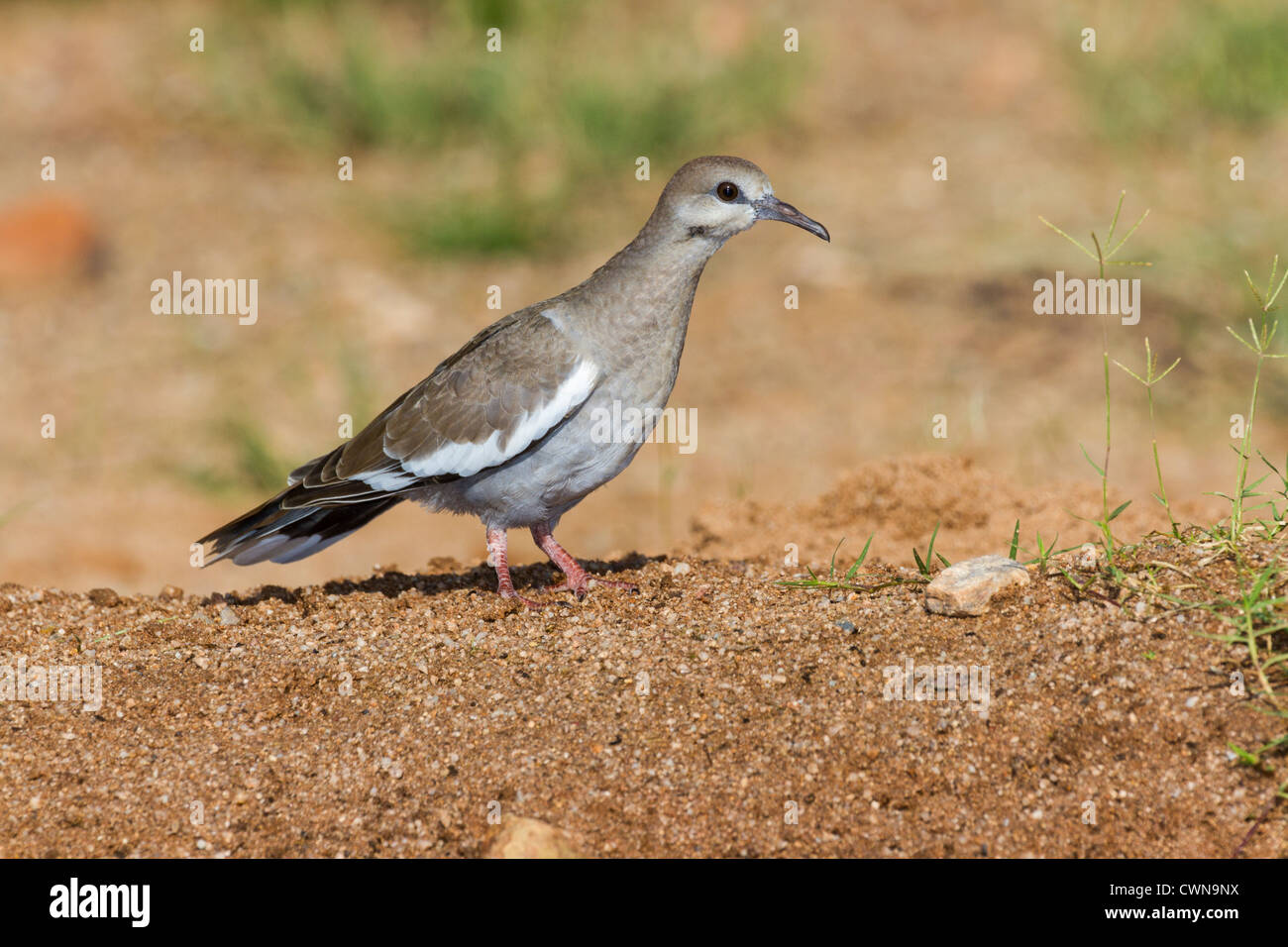 Colomba immatura ad ali bianche, Zenaida asiatica, nel deserto di sonora, nell'Arizona meridionale. Foto Stock