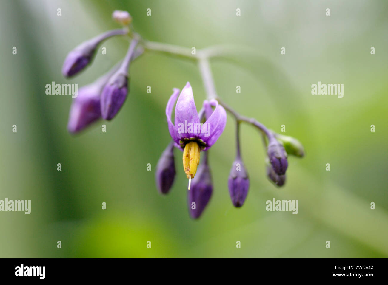 Agrodolce / Woody Nightshade (Solanum dulcamara) fioritura, England, Regno Unito Foto Stock