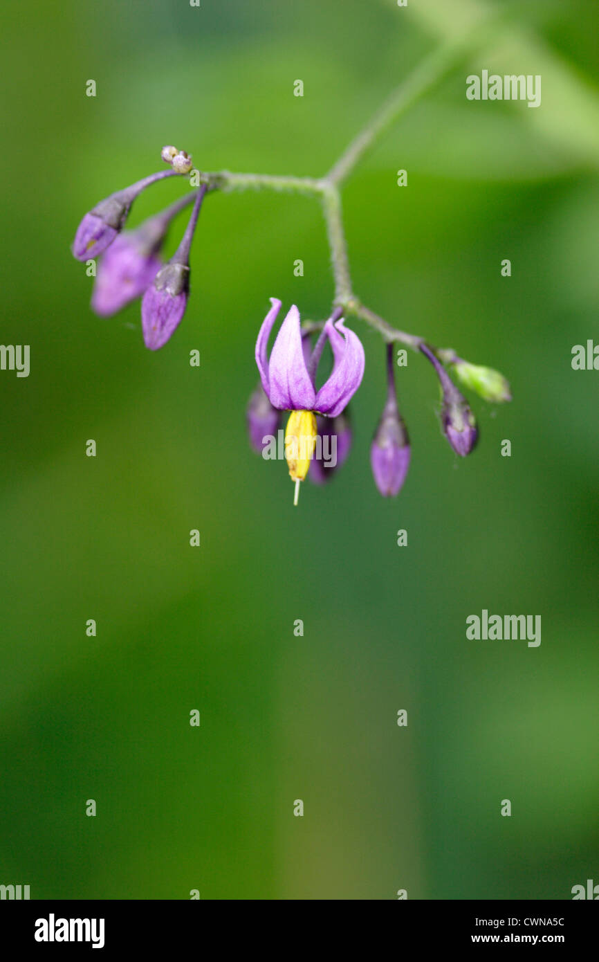 Agrodolce / Woody Nightshade (Solanum dulcamara) flwoering, England, Regno Unito Foto Stock