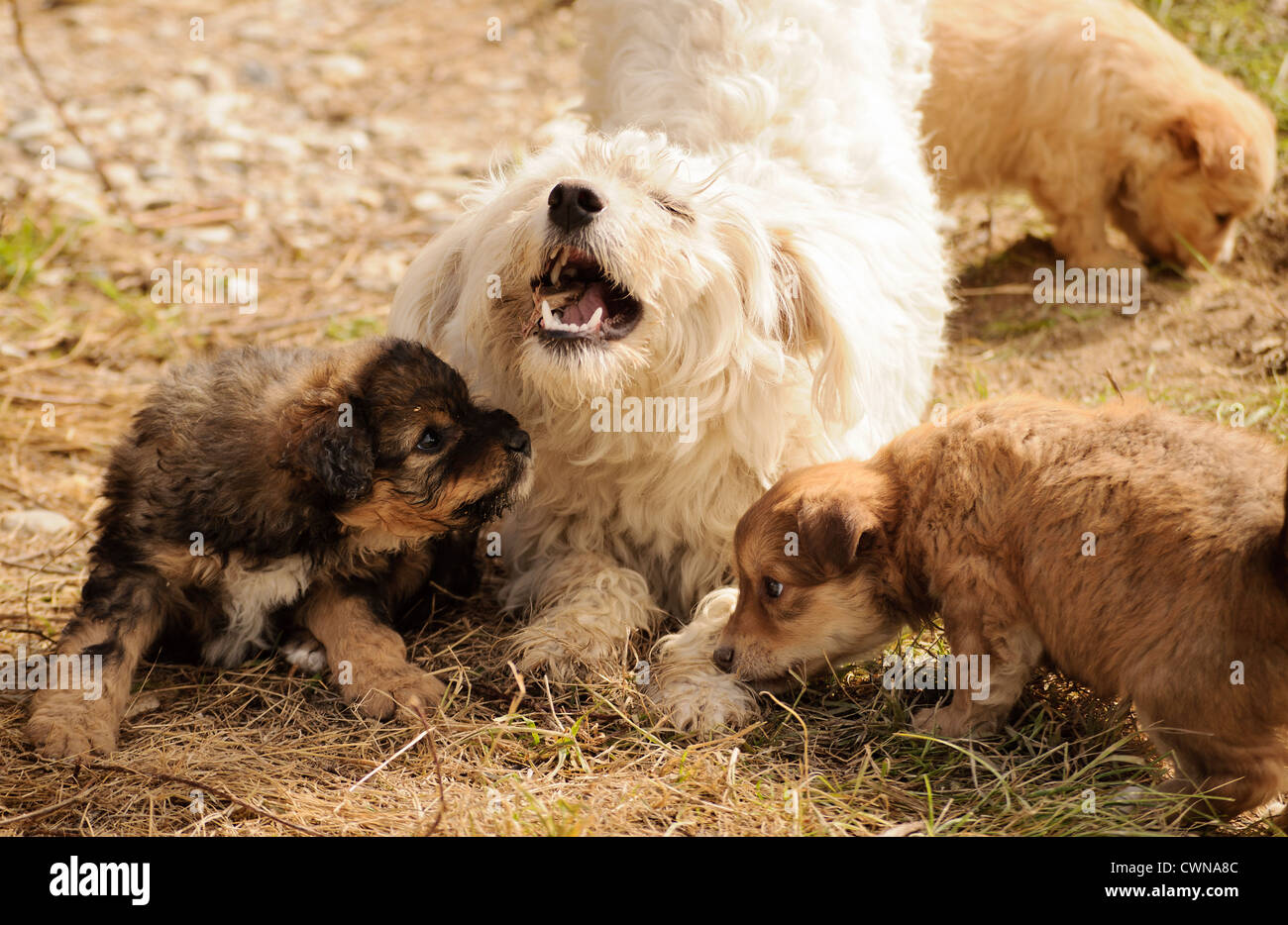 Famiglia di cane Foto Stock