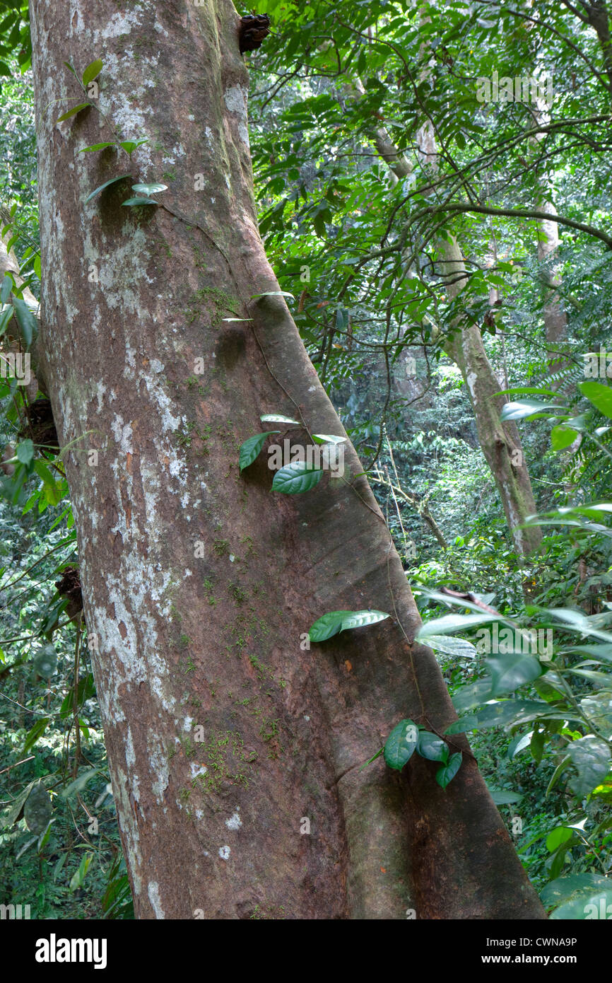 La foresta pluviale, Gulung Mulu National Park, Borneo Malaysia Foto Stock