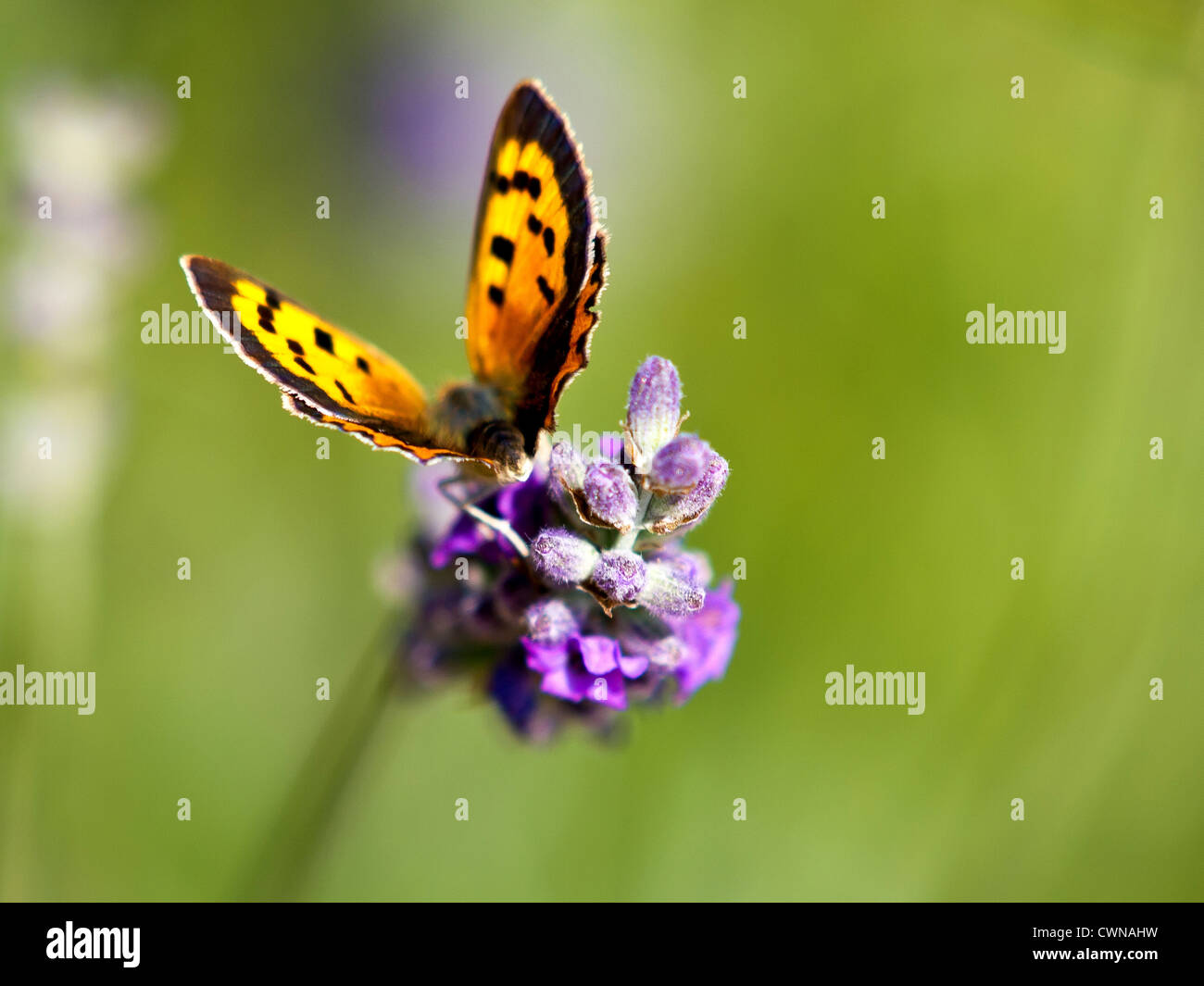 Farfalla su fiori di lavanda Foto Stock