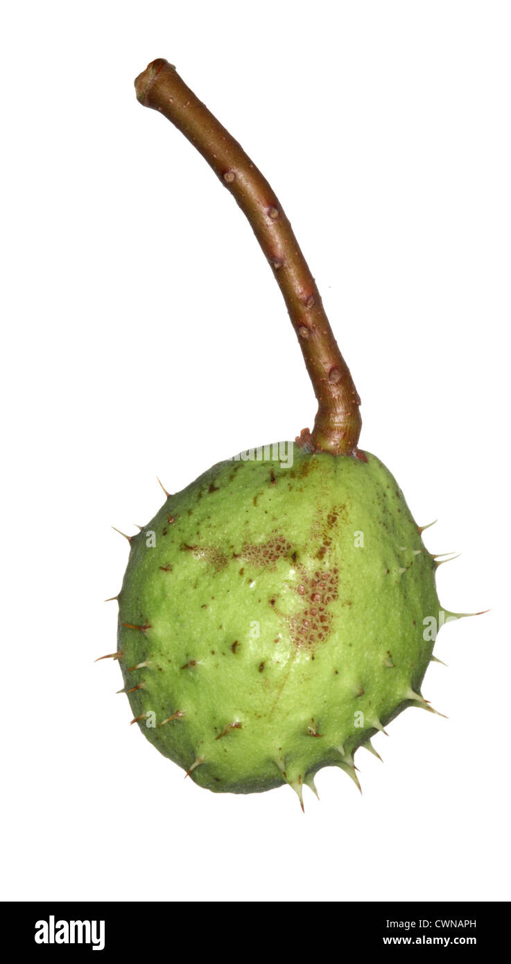 Ippocastano Aesculus hippocastanum Hippocastanaceae Foto Stock