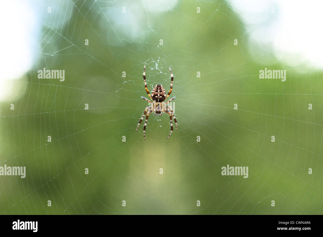 Araneus diadematus, Kreuzspinne, Giardino Spider, Kreuzspinne im Netz, Giardino Spider con il web Foto Stock