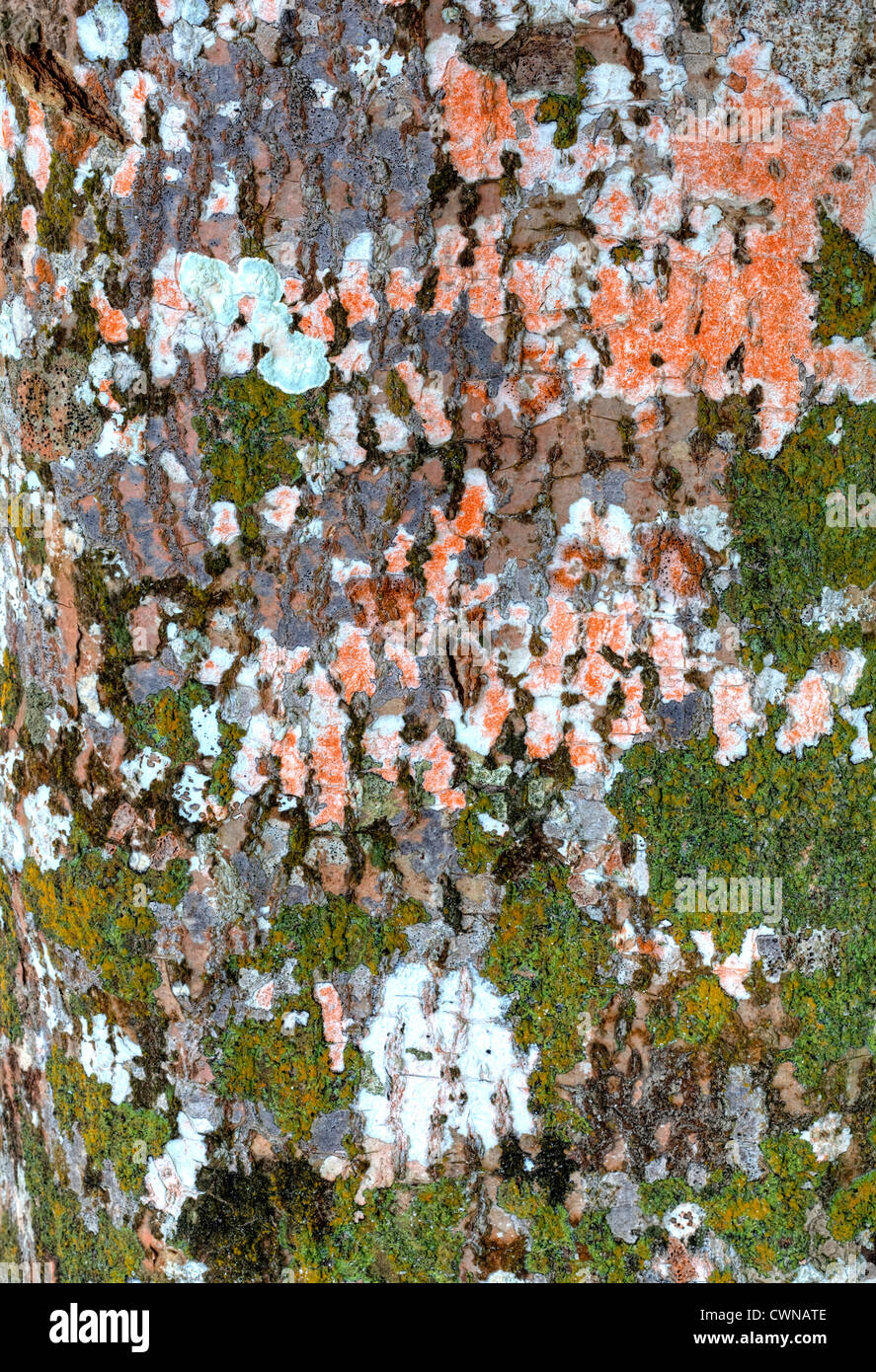 I licheni sul tronco di albero, Pulau Tiga, Borneo Malaysia Foto Stock