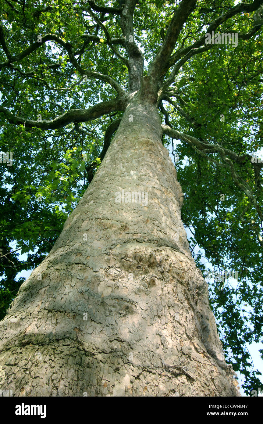 Piano di Londra Platanus x hispanica Platanaceae Foto Stock