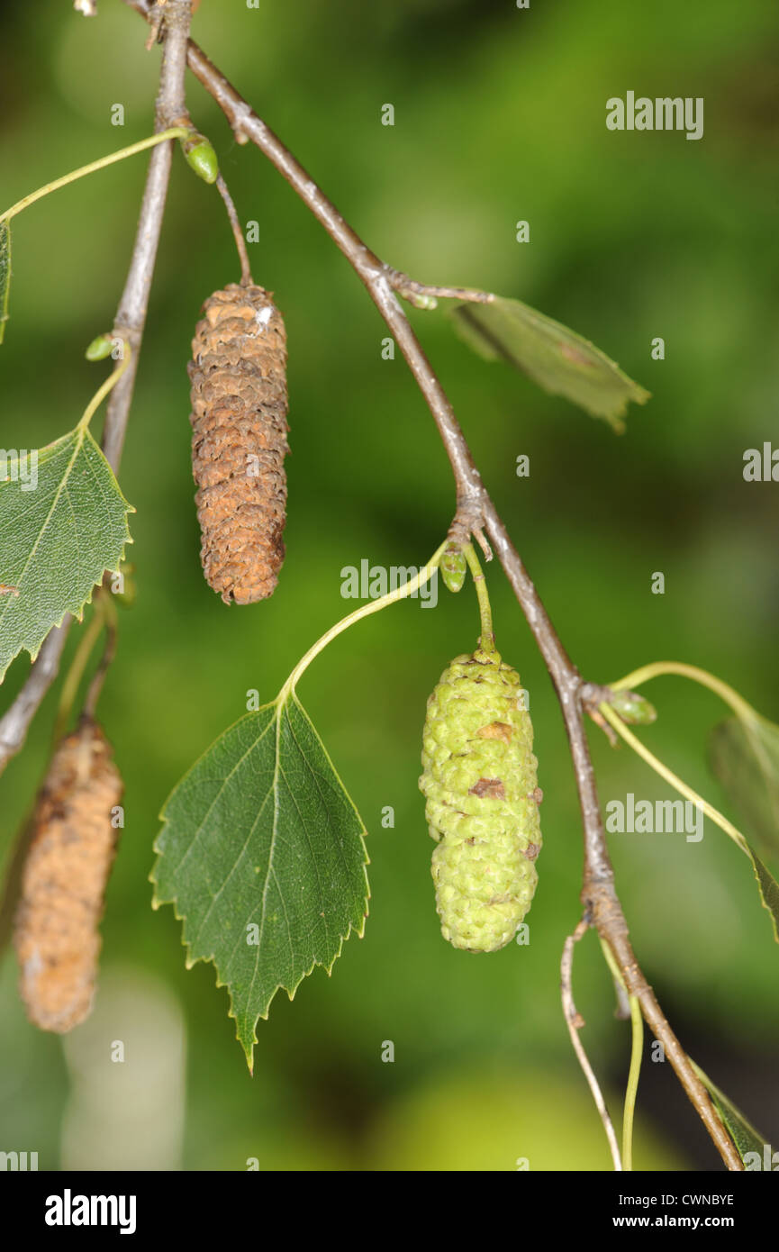 Argento Betulla Betula pendula Betulaceae Foto Stock