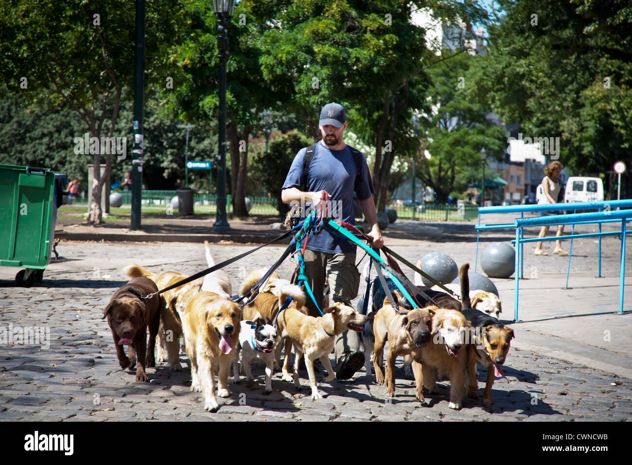 Dog Walker, Buenos Aires, Argentina. Foto Stock