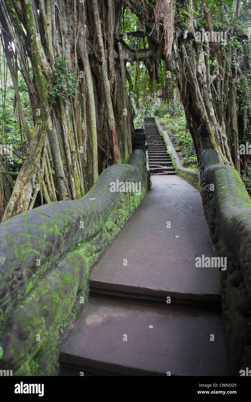 La sacra foresta delle scimmie nella città di Ubud, Bali, Indonesia. Foto Stock