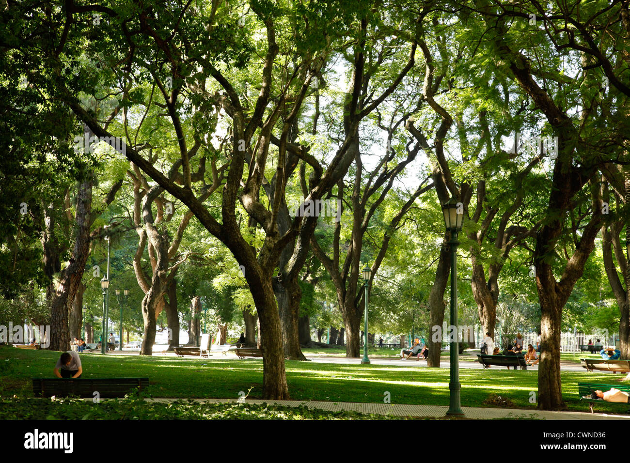 Alberi a Plaza San Martin, Parque del Retiro, Buenos Aires, Argentina. Foto Stock