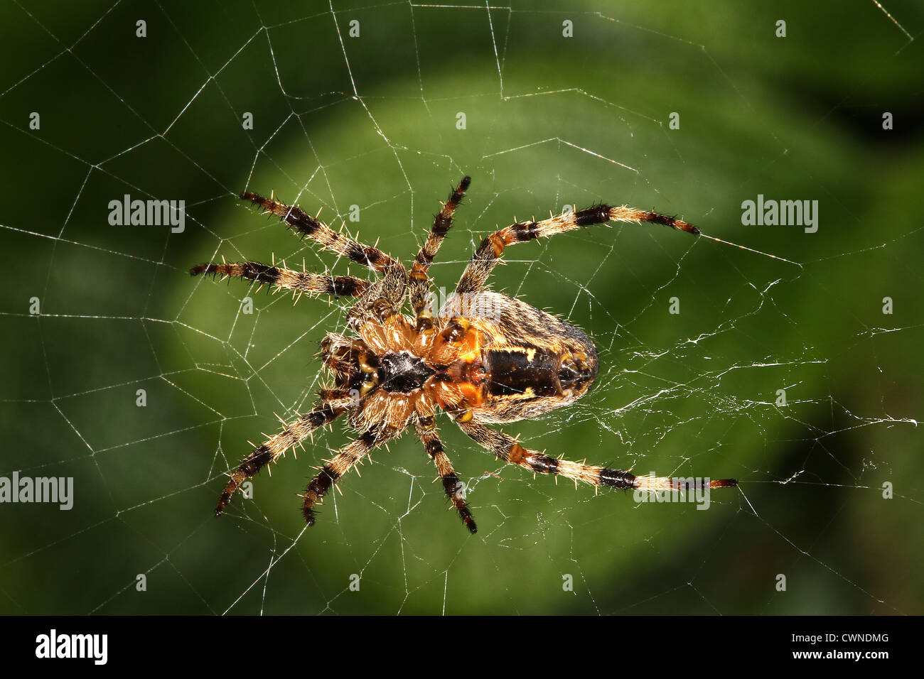 Giardino ragno sul web in più da vicino. Foto Stock