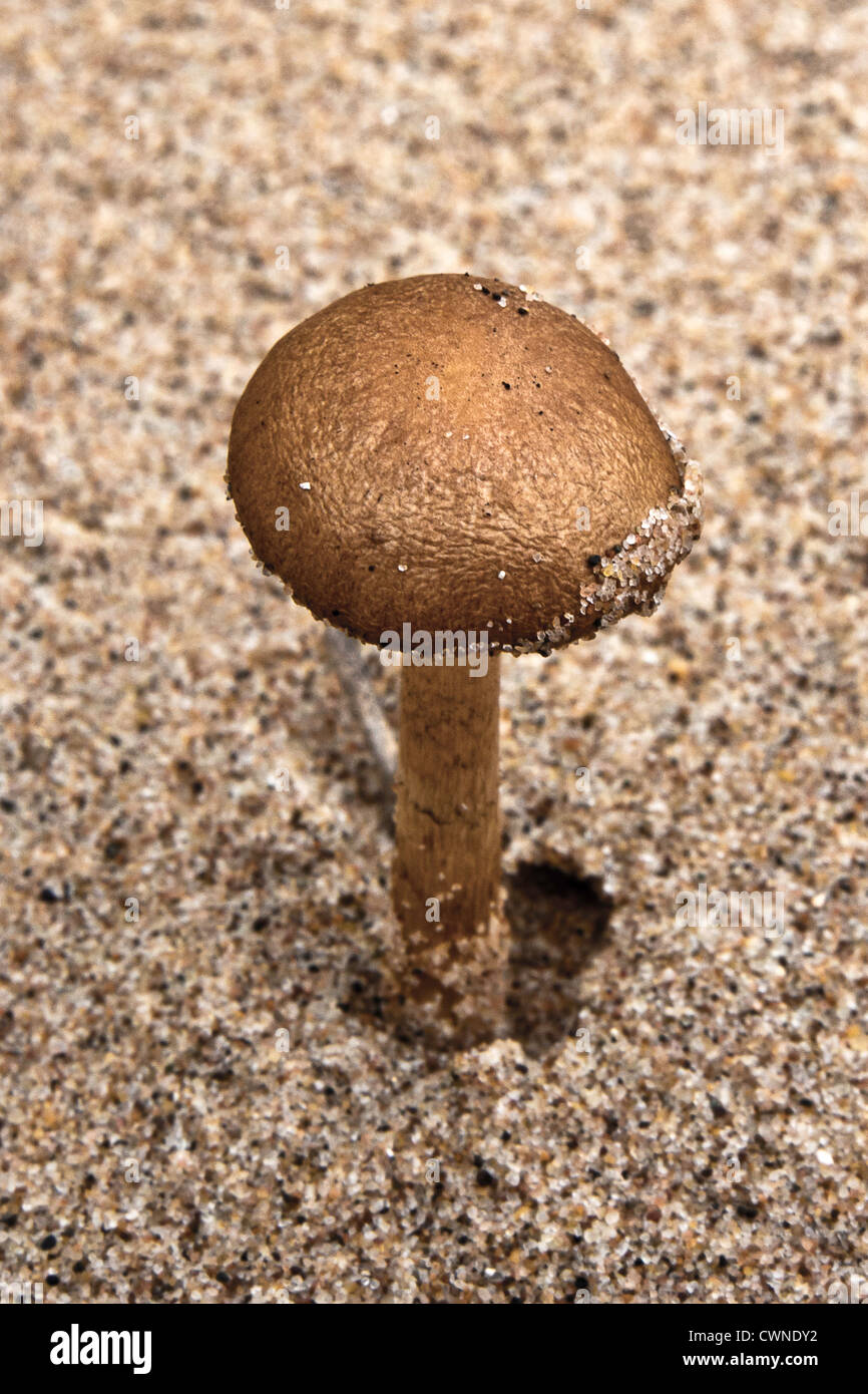 Immagine macro di solo funghicoltura sulle dune di sabbia Foto Stock