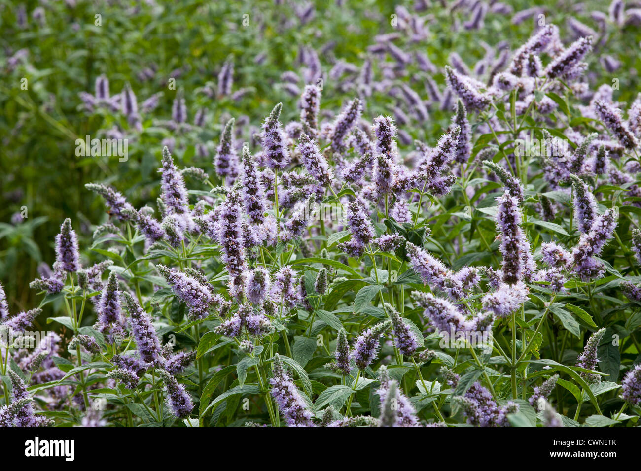 Campo di fiori di menta verde con foglie e fiori viola Foto Stock