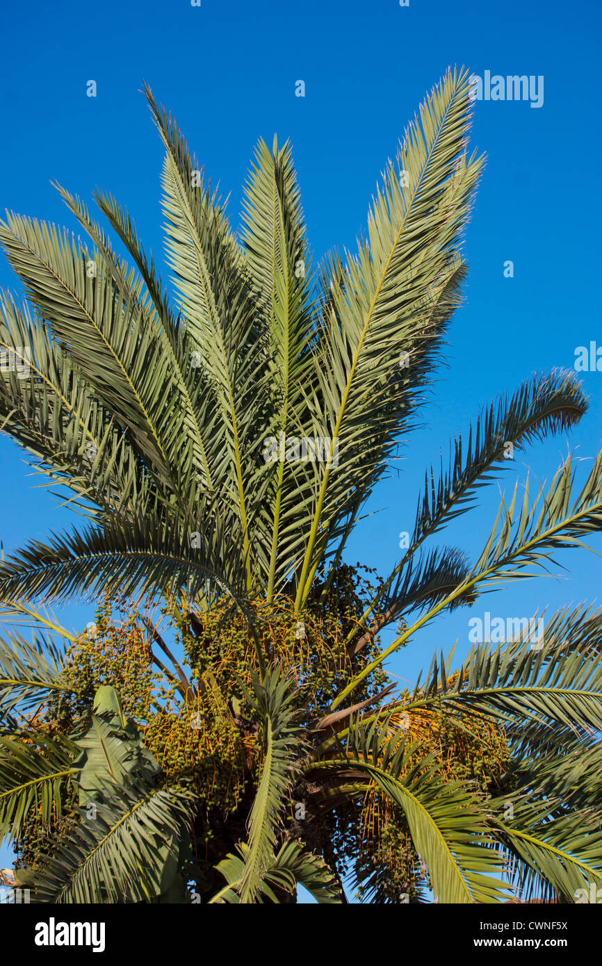 Gli alberi di palma, cielo blu, Castedefells, Catalunya Foto Stock