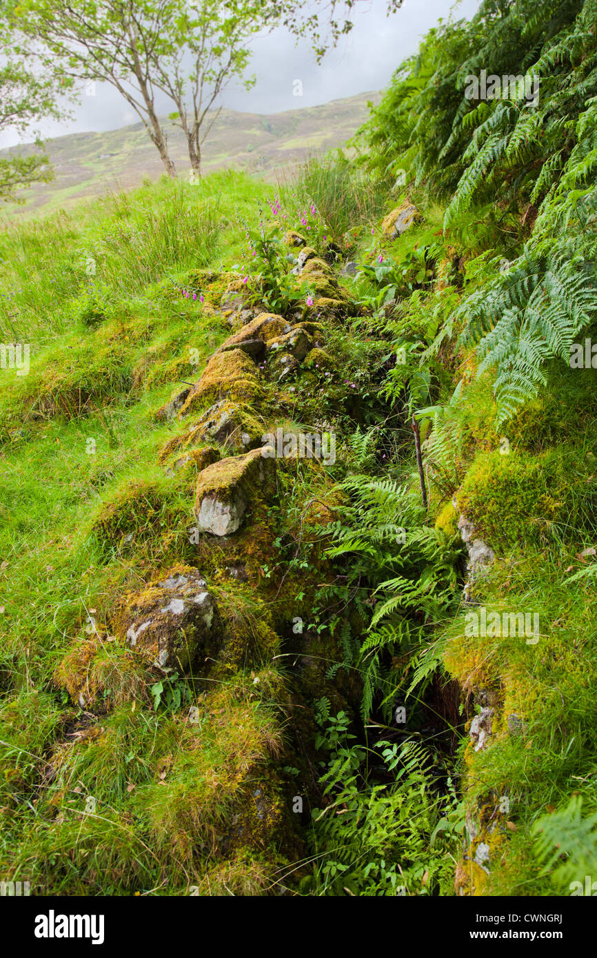 Estate scozzese paesaggio con piccolo ruscello Foto Stock