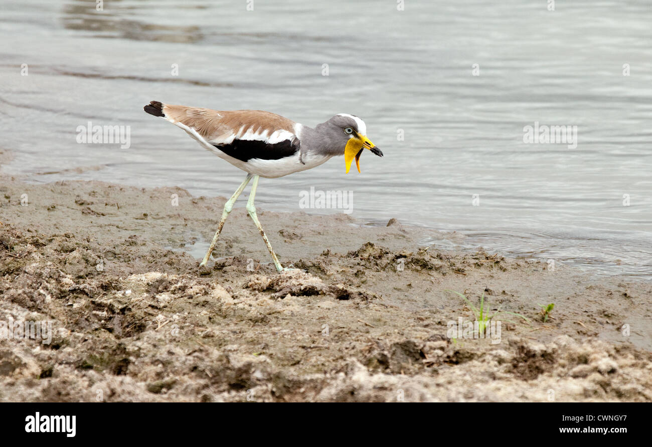 White Crowned pavoncella, noto anche come bianco intitolato pavoncella, Bianco intitolato Plover, White Crowned Plover, Selous, Tanzania Foto Stock