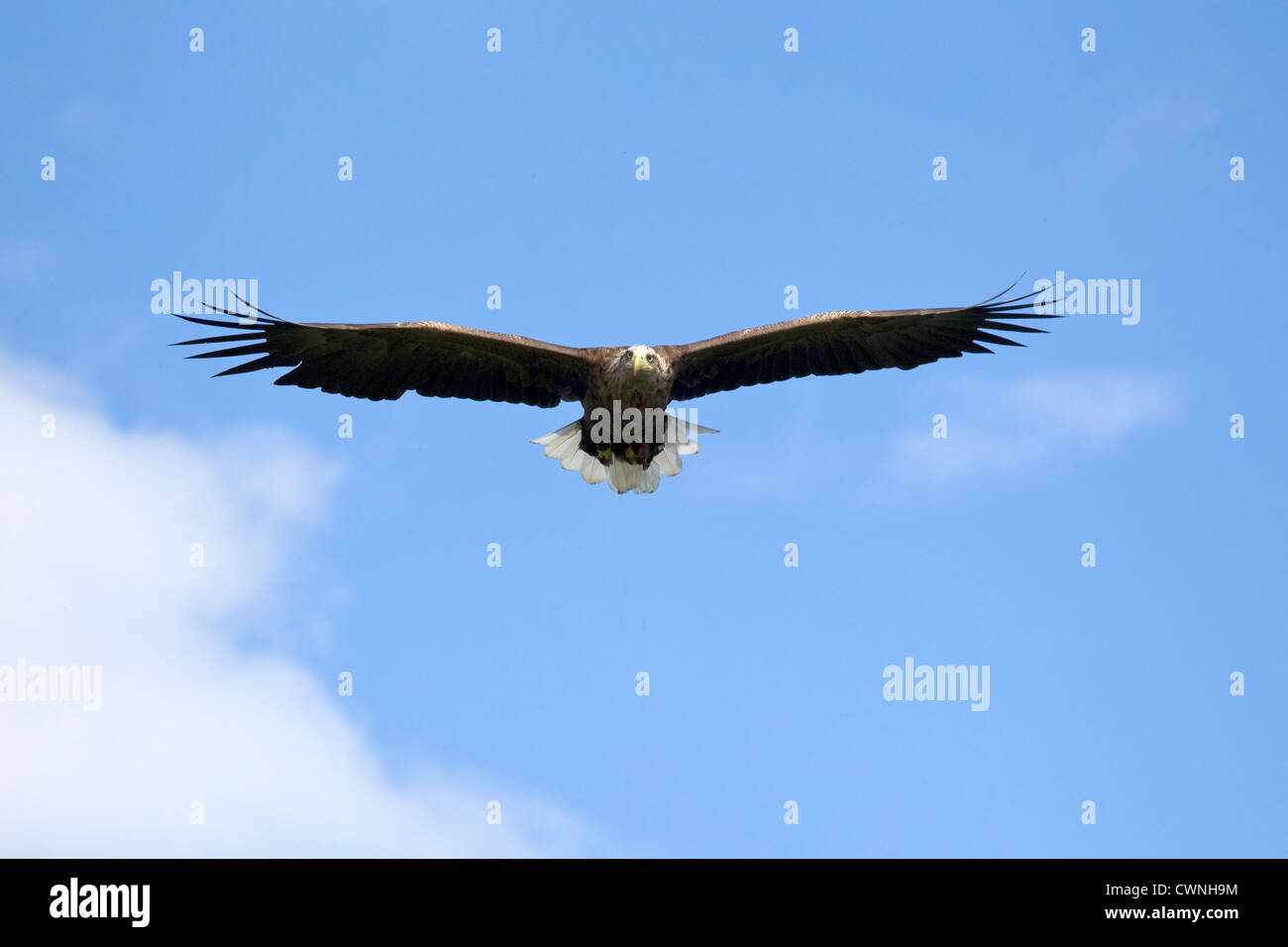 White Tailed Eagle Haliaeetus albicilla in volo effettuato in condizioni controllate Foto Stock